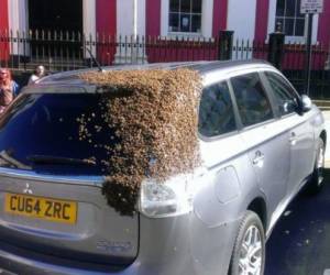 Tras examinar el vehículo, descubrieron que su interior se encontraba ni más ni menos que la reina del enjambre.