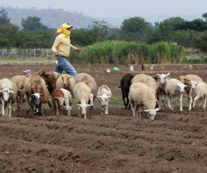 Un cerco de mallas divide la granja penal de Santa Ana de la carretera, como si adentro no hubieran miles de reos que todos los días acuden a esa zona para realizar diferentes trabajos y no hubiera riesgo de fuga. ¿Cómo hizo El Salvador para convertir una cárcel en un centro de producción? Aquí los detalles.