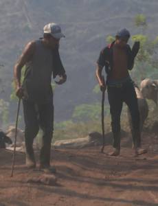 La zona núcleo de la Biosfera del Río Plátano ha sido impactada por la extensión de la ganadería.