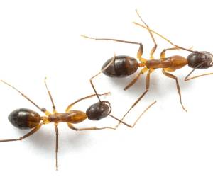 Si una hormiga carpintera se lastima un muslo, otra puede cercenarle la pata. (Bart Zijlstra)