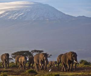 Una manada de elefantes en el Parque Nacional Amboseli en Kenia, con el Monte Kilimanjaro en Tanzania a la distancia.