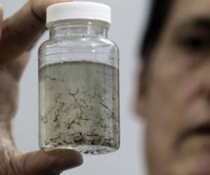 La OMS anunció alerta en todo Centroamérica por el zika.