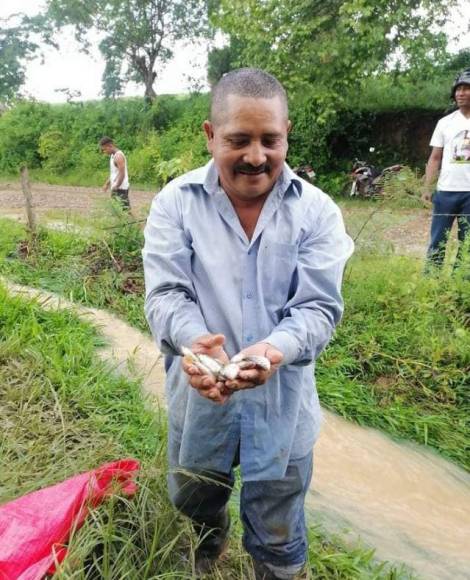 Tradicional lluvia de peces sorprende a los pobladores de Yoro