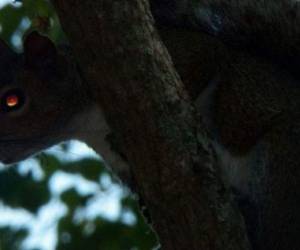 El ocupante del departamento quiso asegurarse que su 'ardilla de ataque' enjaulada fuera suficientemente agresiva para lo que la alimentó con metanfetamina.