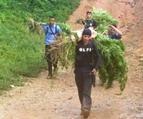 Destruyen extensa plantación de marihuana en aldea de Copán