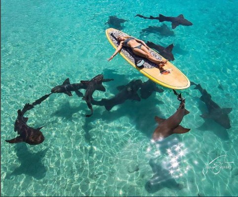 Oceans Ramsey, la sexy bióloga que te hará cambiar la forma de ver a los tiburones