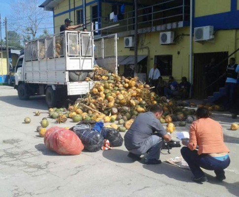 En muebles, cisternas y hasta frutas: los métodos para camuflar droga en Honduras