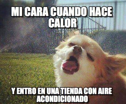 Ola de calor despierte el humor de hondureños con divertidos memes