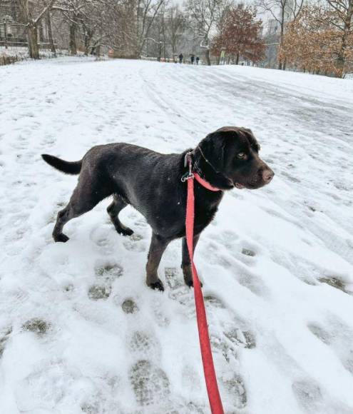 Neoyorquinos viven su primera nevada en los últimos dos años