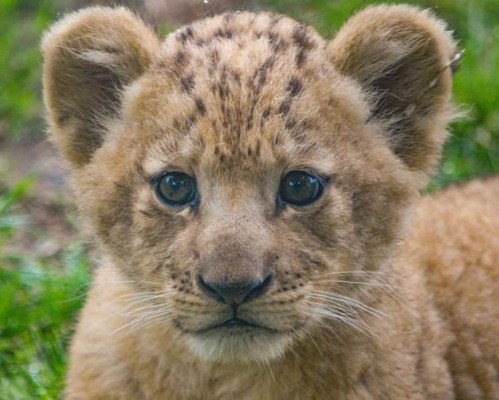 FOTOS: Bahati, la leoncita que sirvió de modelo para dar vida a Simba en 'El Rey León'