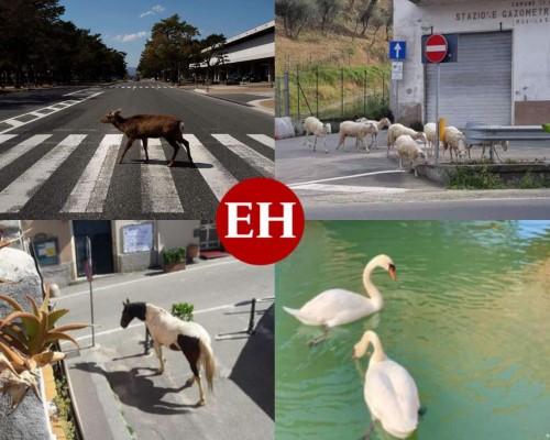 FOTOS: Animales salvajes pasean por las calles ante ausencia de humanos