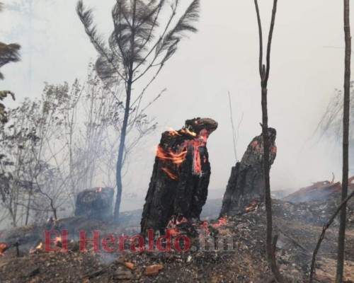 EN FOTOS: Bomberos combaten voraz incendio en El Hatillo