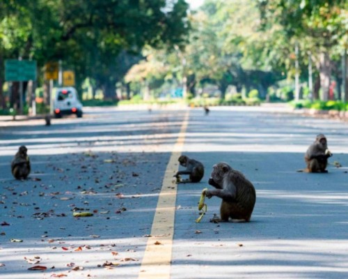 FOTOS: La Tierra como nunca antes la vimos, más salvaje y limpia debido a las cuarentenas  