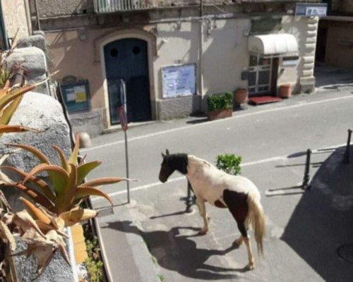 FOTOS: Animales salvajes pasean por las calles ante ausencia de humanos