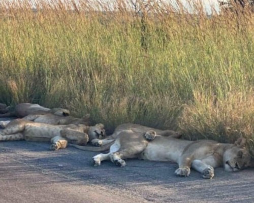 FOTOS: La Tierra como nunca antes la vimos, más salvaje y limpia debido a las cuarentenas  