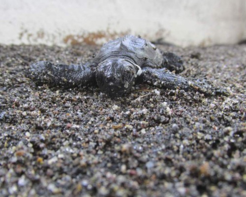 FOTOS: Así se protege la vida las tortugas golfinas en las playas del sur de Honduras