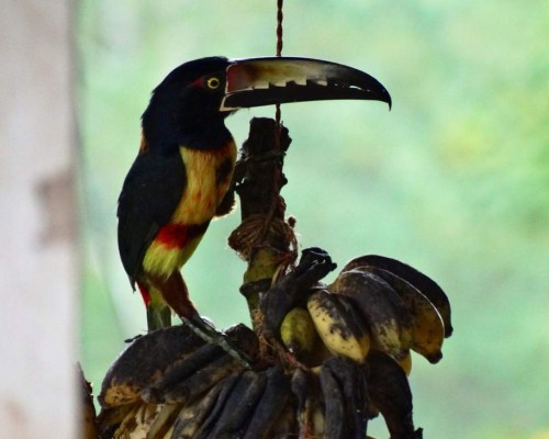 FOTOS: Exóticas y coloridas, así son las aves que se observan en Comayagua