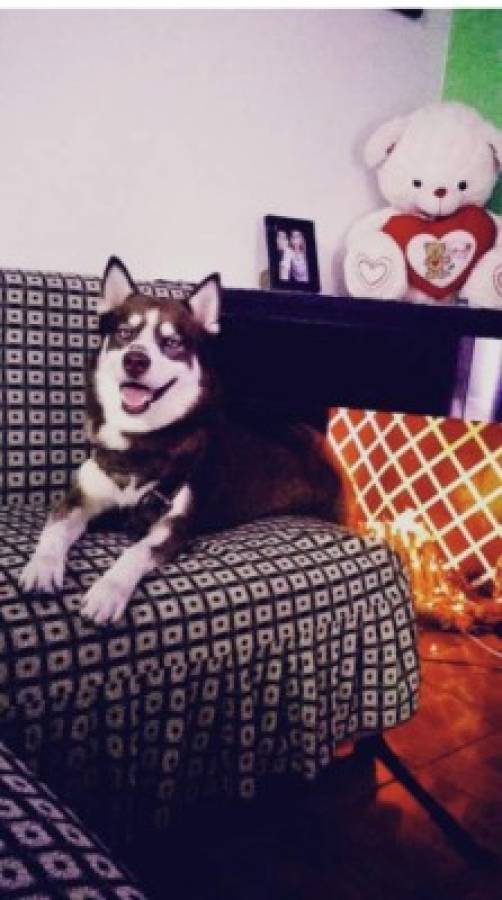 Huskylandia Hn, una manada de amigos unidos por el bien de sus mascotas