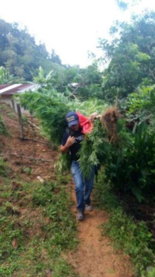 Honduras: Detienen a sospechoso de cultivar y distribuir marihuana en El Paraíso