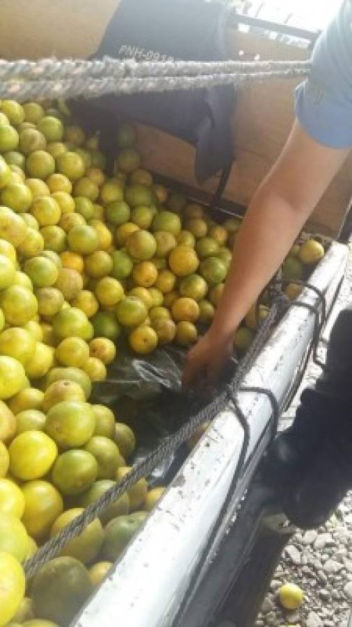 Honduras: En cargamento de naranjas transportaban 439 libras de marihuana