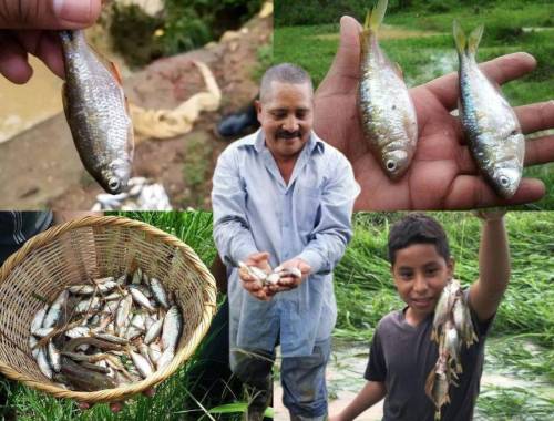 Tradicional lluvia de peces sorprende a los pobladores de Yoro