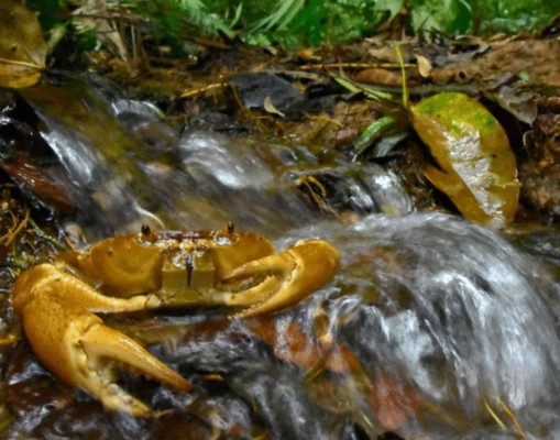 FOTOS: Los exóticos animales que se creían extintos y fueron encontrados en Honduras