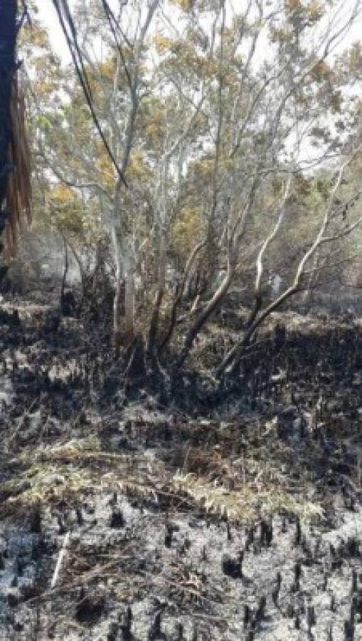 Apagan voraz incendio en Parque Nacional Jeannette Kawas