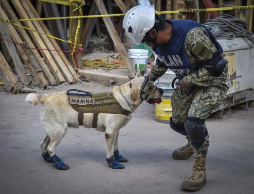 Frida, la heroína que ladra y no usa casco tras sismo en México