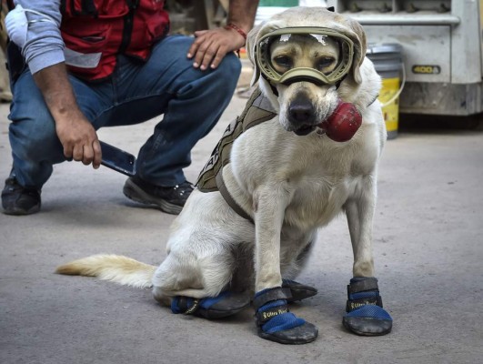 Frida, la heroína que ladra y no usa casco tras sismo en México