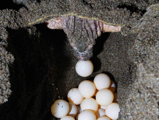 FOTOS: Así se protege la vida las tortugas golfinas en las playas del sur de Honduras