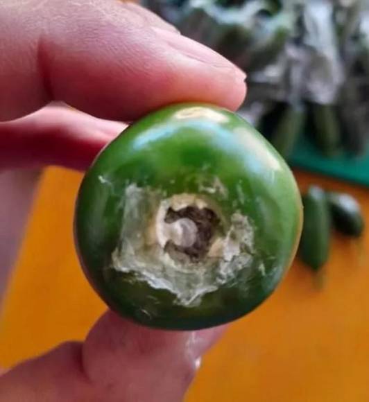 Chiles jalapeños, latas de pintura y encomiendas: las nuevas formas de transportar droga en Honduras