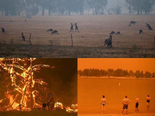 Bomberos desesperados, mientras los animales huyen: el drama de los incendios en Australia