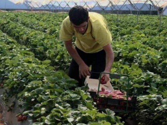 Datos del proyecto de ley que daría ciudadanía a campesinos indocumentados en EEUU