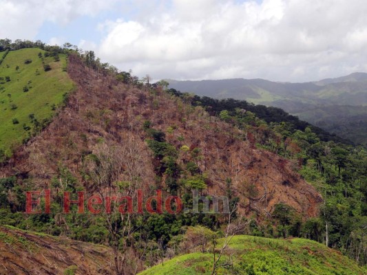 Destruyen el pulmón más grande de Honduras y construyen carretera clandestina (FOTOS)  