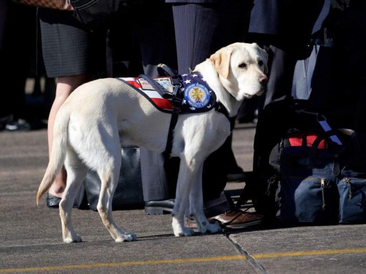 FOTOS: La conmovedora historia de Sully, el perro que acompañó a Bush hasta el final