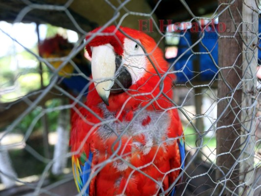 Golpeados, llagados y desplumados: Los animales sufren el descuido del zoológico Joya Grande