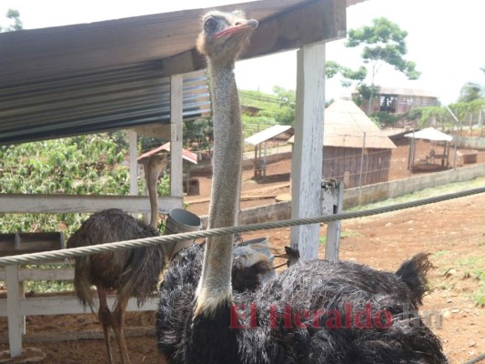 Golpeados, llagados y desplumados: Los animales sufren el descuido del zoológico Joya Grande