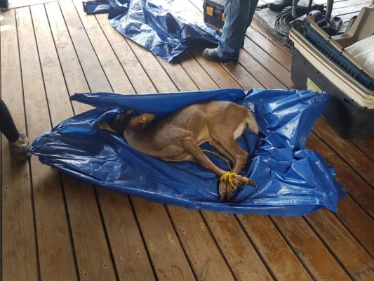 Así fue el decomiso de animales en Little French Key, Roatán