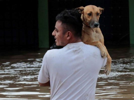 Rescate de animales: ¡Ellos también fueron salvados de la furia de Eta!