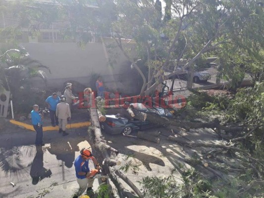 FOTOS: Árbol aplastó vehículo en la colonia Tepeyac de la capital