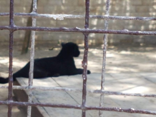 Así fue el decomiso de animales en Little French Key, Roatán