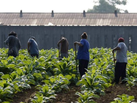 Datos del proyecto de ley que daría ciudadanía a campesinos indocumentados en EEUU