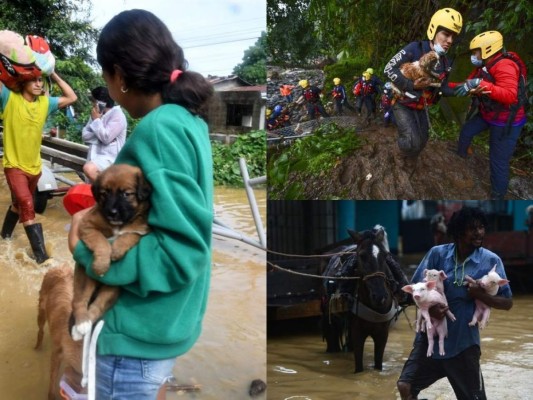 Rescate de animales: ¡Ellos también fueron salvados de la furia de Eta!