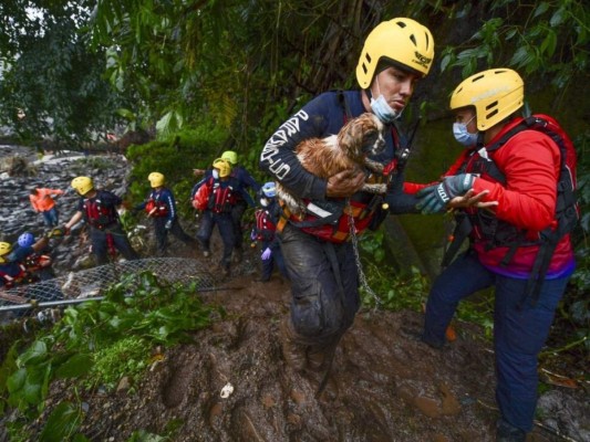 Rescate de animales: ¡Ellos también fueron salvados de la furia de Eta!