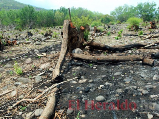 FOTOS: Lluvia escasa y siembra tardía amenazan con provocar hambruna en zona sur de Honduras