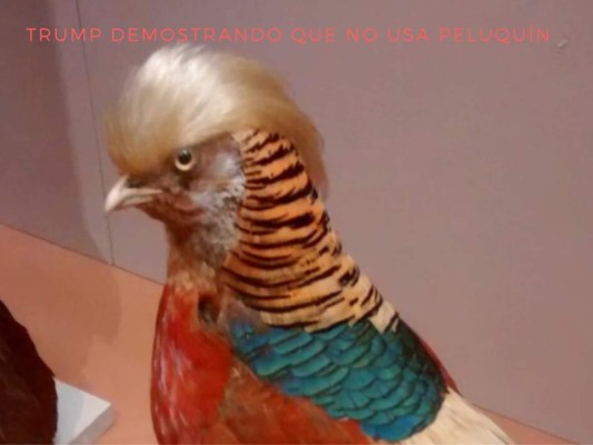 Usuarios no se miden y se burlan del nuevo peinado de Donald Trump con divertidos memes