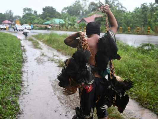 Rescate de animales: ¡Ellos también fueron salvados de la furia de Eta!