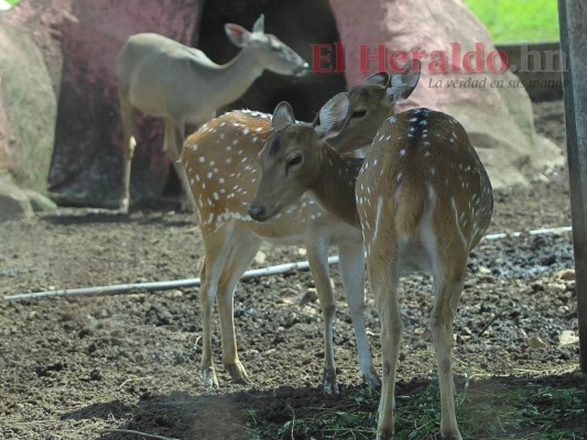 Golpeados, llagados y desplumados: Los animales sufren el descuido del zoológico Joya Grande