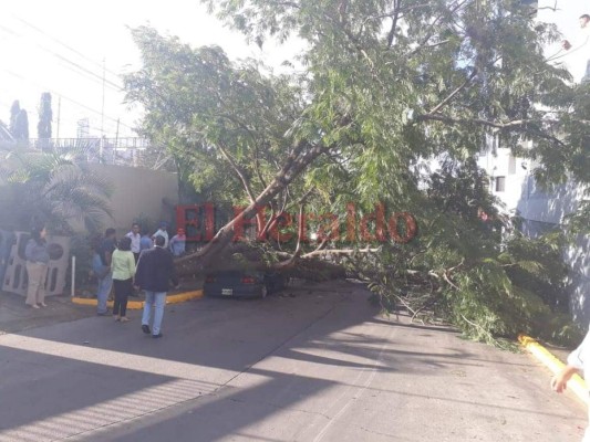 FOTOS: Árbol aplastó vehículo en la colonia Tepeyac de la capital