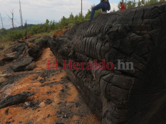 Incendio en La Tigra devora más de 10 hectáreas de bosque